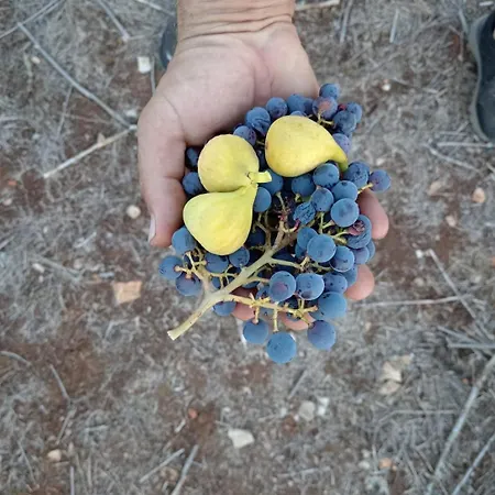 Lägenhet Primitivo Bay Hvar