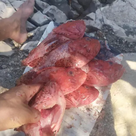 Primitivo Bay Hvar Апартаменты Хвар