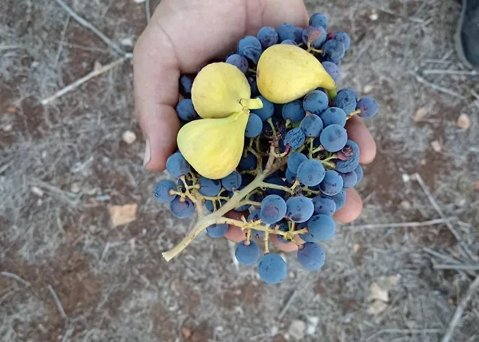 Apartamento Primitivo Bay Hvar