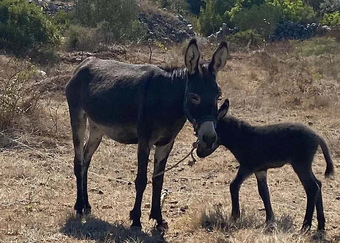 Primitivo Bay Hvar Hvar Town