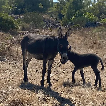 Primitivo Bay Hvar Hvar Town